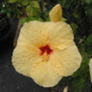 Meet your Posher, Zoe